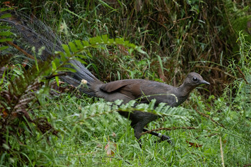A lyrebird walks through the bush