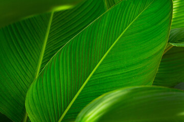Calathea Leaf Close-Up – High-Quality Stock Photos Showcasing Vibrant Patterns, Detailed Textures, Tropical Foliage, Lush Greenery, Natural Aesthetics, and Botanical Beauty for Nature and Plant Themes