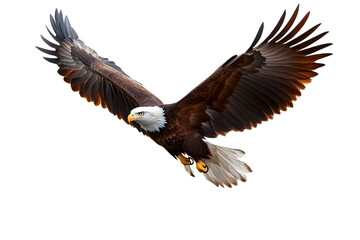 Fototapeta premium Bald eagle flying isolated on white background