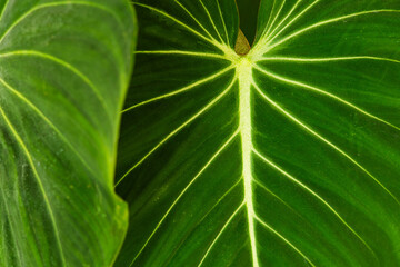 Philodendron Leaf Close-Up – High-Quality Stock Photos Featuring Lush Green Foliage, Detailed Leaf Textures, Natural Patterns, Tropical Aesthetics, Vibrant Greenery, and Botanical Beauty for Nature Th