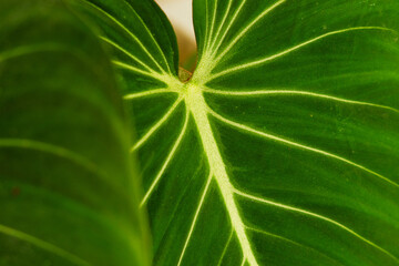 Philodendron Leaf Close-Up – High-Quality Stock Photos Featuring Lush Green Foliage, Detailed Leaf Textures, Natural Patterns, Tropical Aesthetics, Vibrant Greenery, and Botanical Beauty for Nature Th