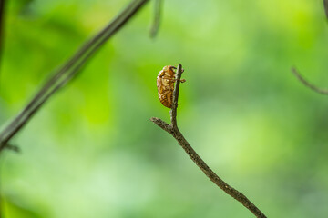 細い小枝の先まで登って脱皮したセミの抜け殻