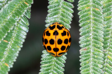 Large Spotted Ladybird (Harmonia conformis) on Acacia Leaves © Andrew