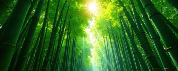 Dense bamboo canopy, emerald green hues, sunlit shafts , summer, forest