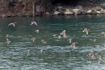 Mallard flying on the river
