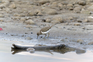 Common sand piper on the beach