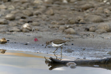 Common sand piper on the beach