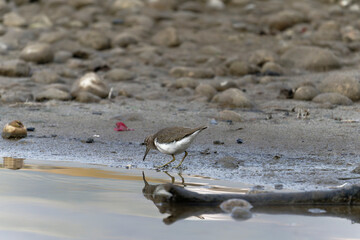 Common sand piper on the beach