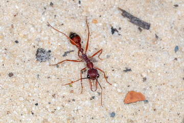 Myrmecia nigriscapa - Black-scaped Bull Ant on Sand