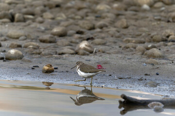 Common sand piper on the beach