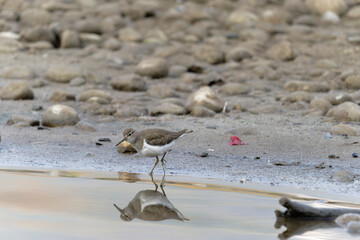 Common sand piper on the beach