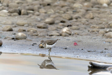 Common sand piper on the beach