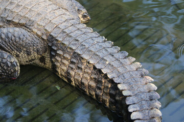 Crocodile's Tail in Water: A close-up view of a crocodile's textured tail submerged in water,...