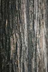 Obraz premium Weathered Wood Texture: A close-up shot reveals the intricate details of weathered wood grain, with a symphony of textures and tones that tell a story of time and nature's artistry.