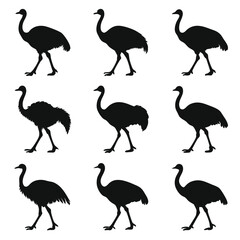 Obraz premium Ostrich Silhouette Vector Graphics: Black and White Bird Illustration, Wildlife Art for Design Projects, Animal Clipart, Graphic Elements