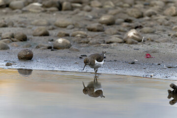 Common sand piper on the beach