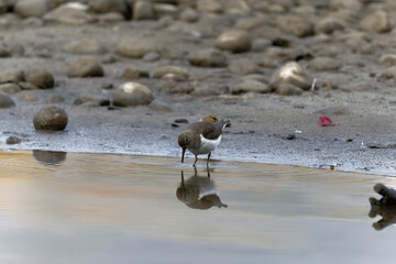 Common sand piper on the beach