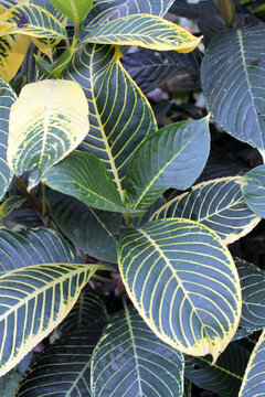 Green and yellow variegated leaves on a sanchezia speciosa plant in a garden