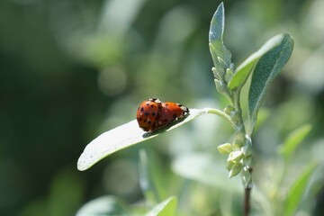 テントウムシの交尾