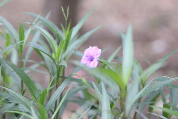 Fototapeta premium Blooming Amongst the Green: A delicate purple flower gracefully stands out amidst a lush backdrop of green foliage, creating a vibrant and harmonious scene of natural beauty.