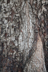 Obraz premium Textured Bark: A detailed, high-resolution macro shot highlights the intricate texture and patterns of a tree's bark, capturing the natural beauty and resilience of the tree's outer layer.