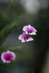 Obraz premium Orchid Bloom: Capturing the delicate beauty of orchids in full bloom, showcasing the intricate patterns of their petals and the elegance of their form.