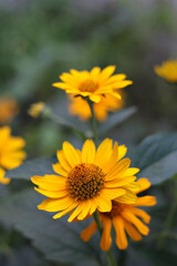 Bright Yellow Flowers in a Summer Garden