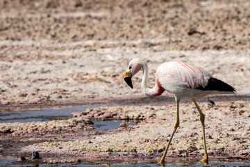 A Flamingo feeding at the Laguna Chaxa. Part of the Los Flamencos National Reserve, Chile.	
