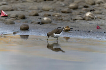 Common sand piper on the beach