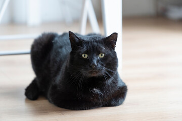 Portrait of a beautiful black cat at home.