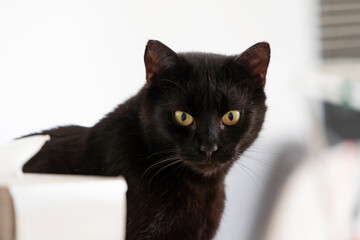 Portrait of a beautiful black cat at home.