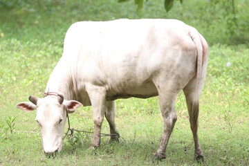 Cow Grazing in a Field: A serene cow, gracefully bent to feed on the lush green field under the gentle warmth of the sun, epitomizes rural tranquility.