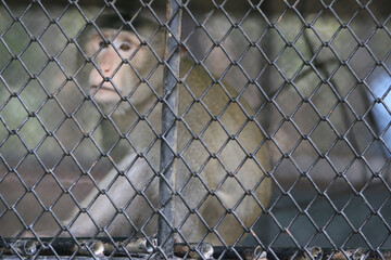 Captive Monkey: A thoughtful monkey peers through the bars of its enclosure. Captured in a moment of reflection, the scene evokes feelings of confinement and observation.