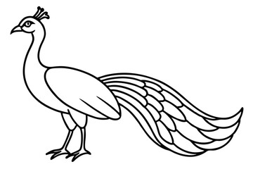 Modern Peacock Line Drawing