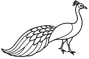 Modern Peacock Line Drawing