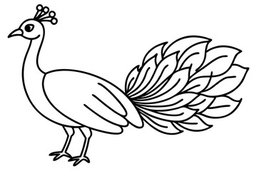 Modern Peacock Line Drawing