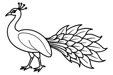 Modern Peacock Line Drawing
