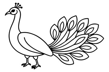 Modern Peacock Line Drawing