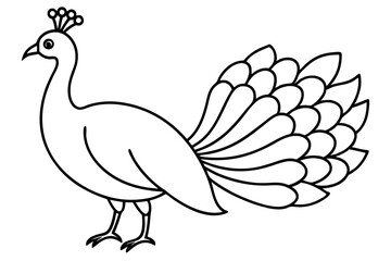 Modern Peacock Line Drawing