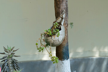 Football flower pod