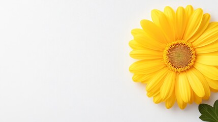 Fototapeta premium Radiant Yellow Gerbera Daisy Bloom on Textured White Surface Still Life
