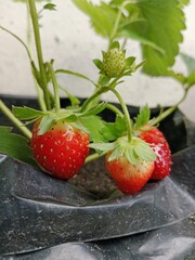 strawberry in a garden