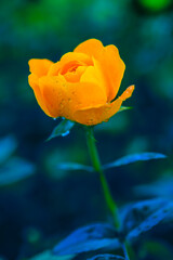 Flower Series : Yellow rose with water drops