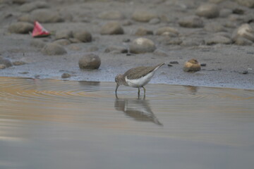 Common sand piper on the beach