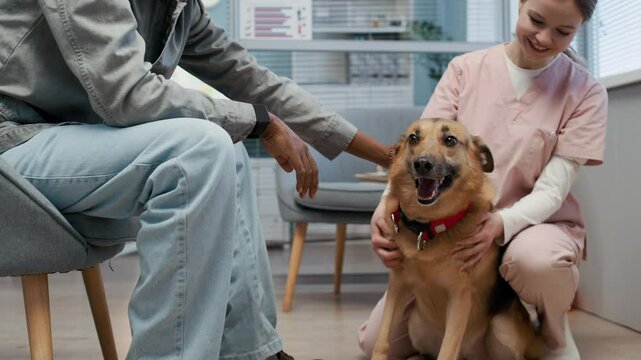 Tilt down shot of young friendly Caucasian female vet wearing scrubs petting cute brown dog while sitting in corridor with its Black male owner waiting for checkup appointment in modern vet clinic