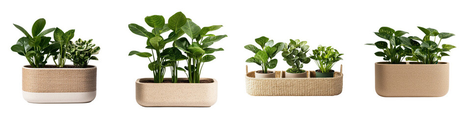 Obraz premium Assortment of diverse potted indoor plants arranged in a modern minimalist style for enhancing the decor and ambiance of a home or office space