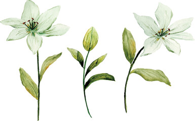 beautiful soft white green lily watercolor flower