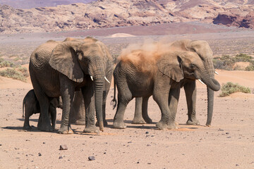 Fototapeta premium Herde von Elefanten unterwegs in der Namibwüste in Namibia