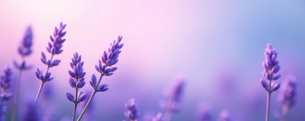 Obraz premium Soft lavender and powder blue hues blend into a calming serene atmosphere, gradient, lavender, calming