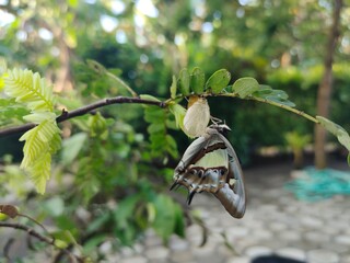 Butterflies come out of their beautiful cocoons